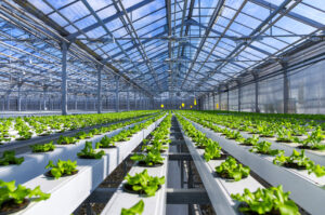 Lab Grown Food