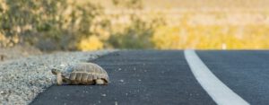 A Tortoise Crosses a Hot and Trafficked Road. The Need to Restore the Environment is Here