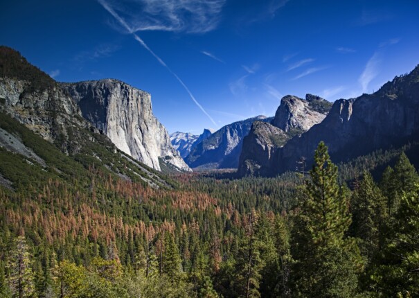 Tunnel View of Yosemite and bark beetle infestation damage. October 2016 by Aleta Rodriguez.