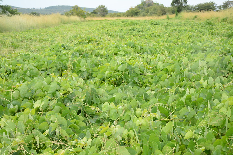 Cover crop by Shiela Chikulo