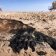 Major Oil Spill Fouls Southern California Beaches