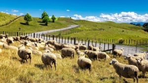 Sheep grazing agriculture working lands sequestration