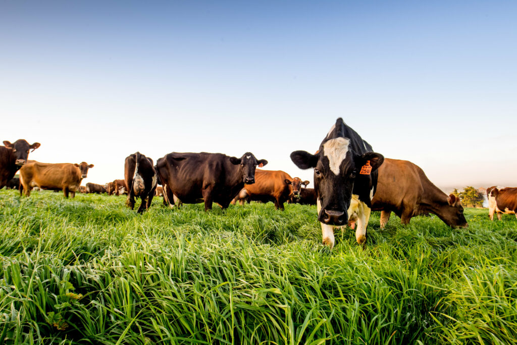 Rotational grazing.