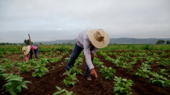 Farmworker in California's Central Valley. Photo by Canva.