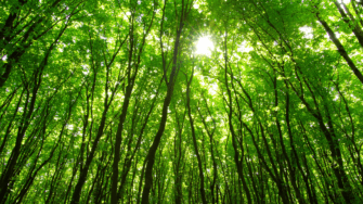 Forest. Photo via Canva.